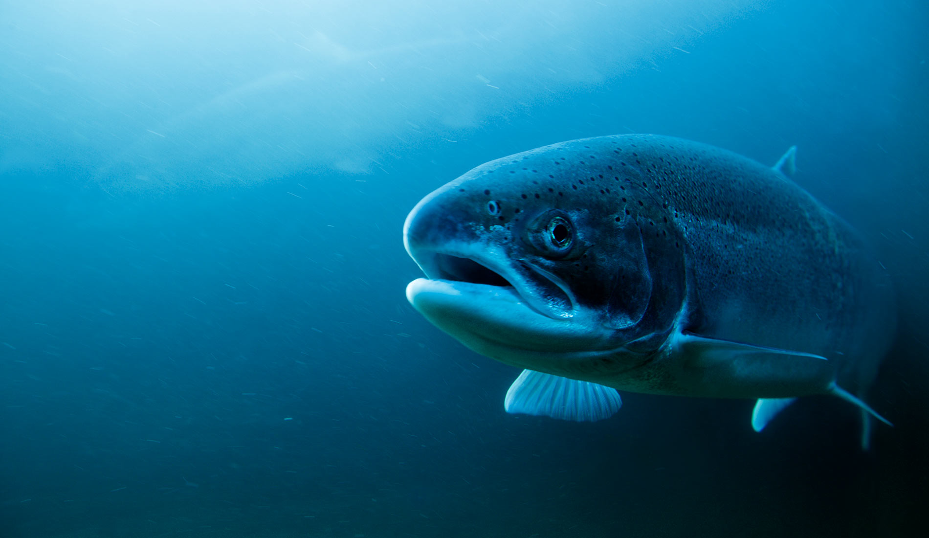 Guide de pêche sur le Lac Ontario Blue Shark Charters