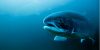 Forfaits de pêche à la truite brune — Blue Shark Charters – Blue Shark Charters